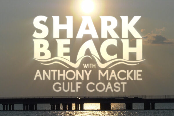 Shark Beach - Logo Concept 03 Shark Beach - Logo Concept 03