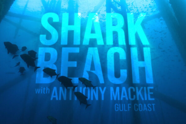 Shark Beach - Logo Concept 05 Shark Beach - Logo Concept 05