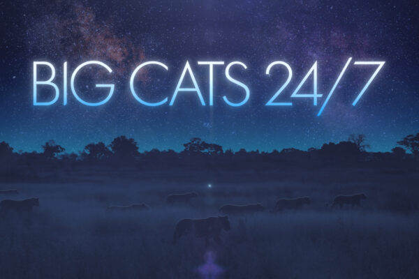 Big-Cat-24-7_Titles_07