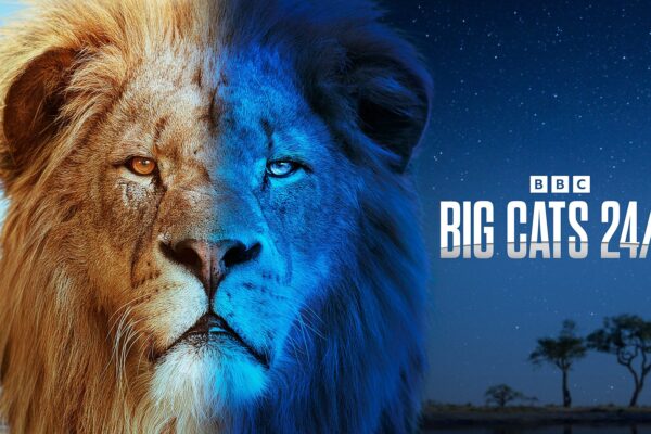 Big-Cats-24-7_BBC-Promo_01